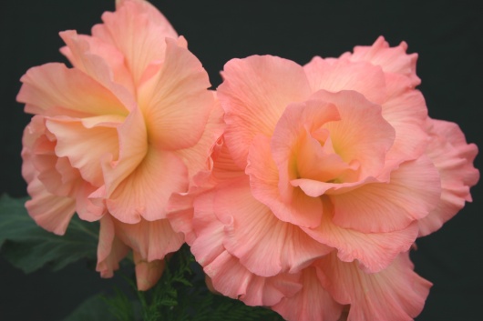 B. ‘Gypsy Maiden’